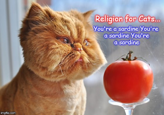 Religion for Cats ~