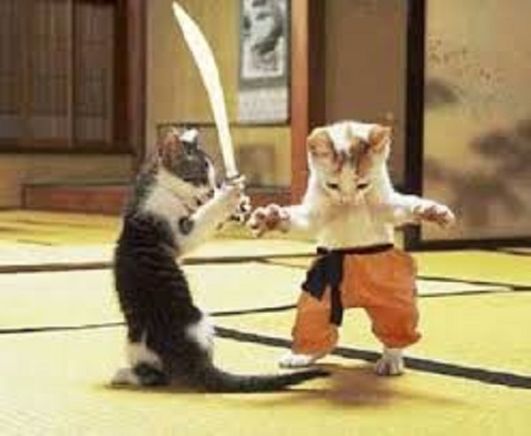 Cat Kung Fu ~
