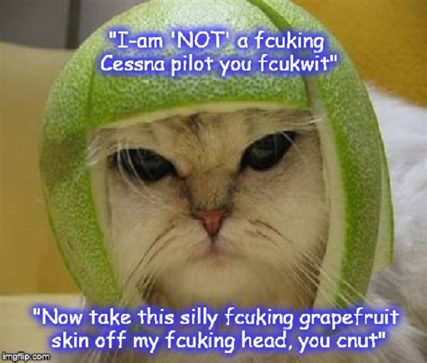 Cat ~ Cessna pilot ~ Grapefruit ~