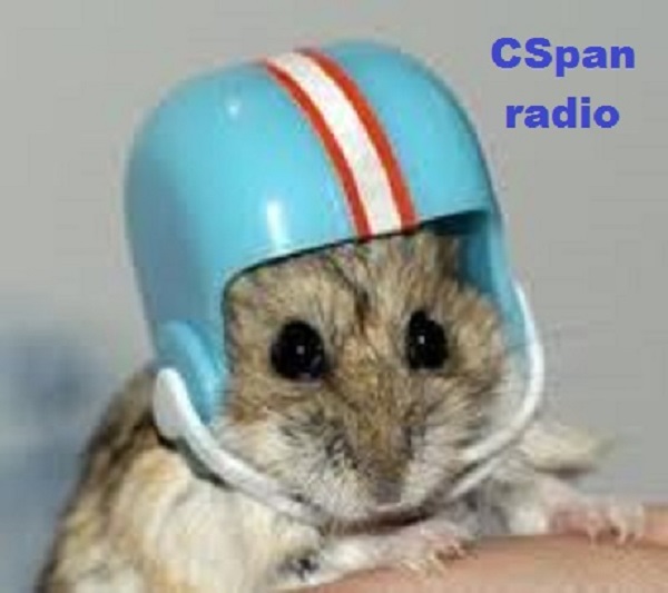 Gerbil with helmet ~ CSpan radio ~