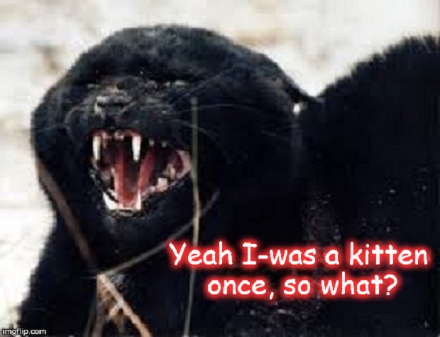 Cat ~ Yeah I-was a kitten ~