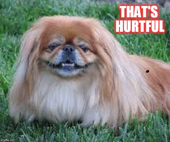 Pekinese that's hurtful
