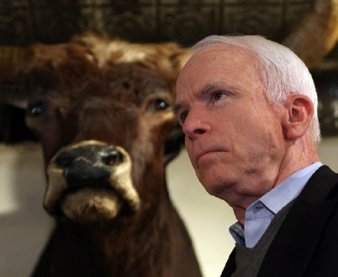 McCain bull