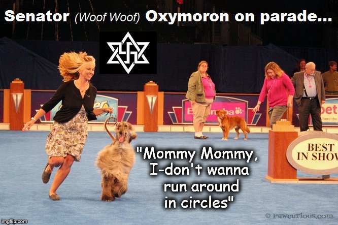 Mommy Mommy running round in circles dog