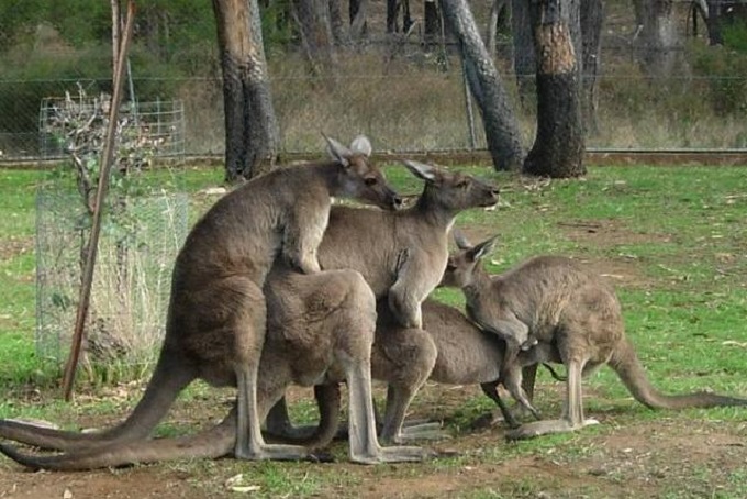 Kangaroo gang-bang