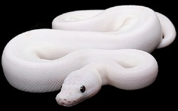 White snake 250