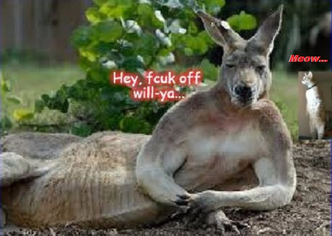 Kangaroo Cat Fcuk off 680