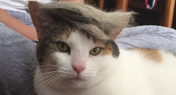 Cat Trump