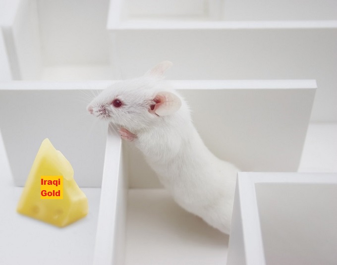 Rat in Maze Iraqi Gold