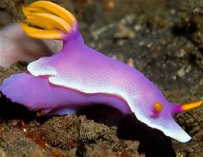 Sea Slug