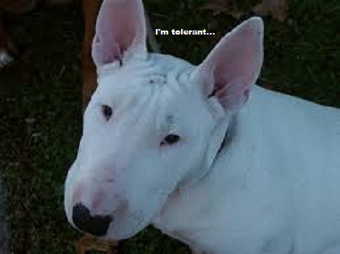 Bull Terrier
