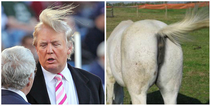 Donald Trump Horse's Ass