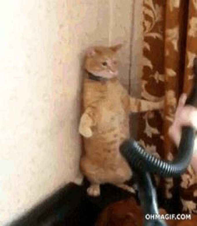 Pussy scared of vacuum