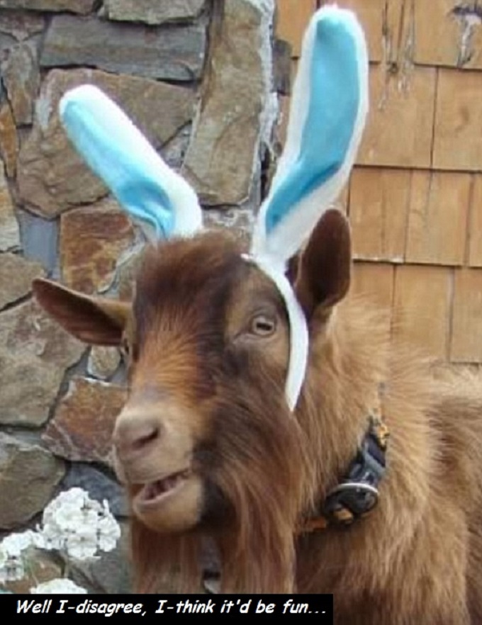 Goat with ears disagree fun 680