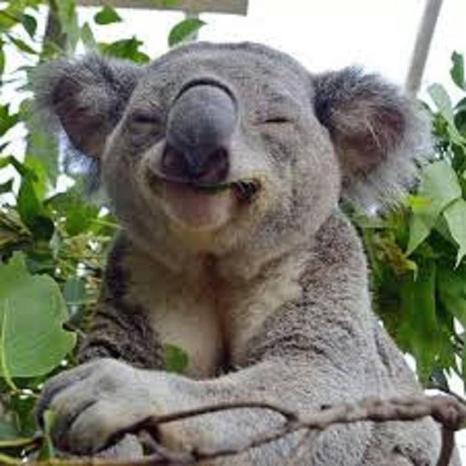 Smiling Koala Bear
