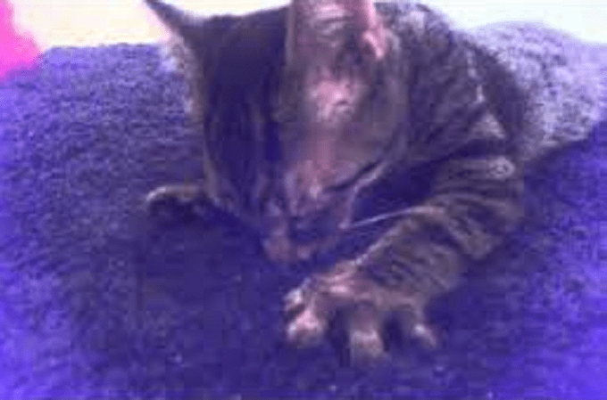 Here Kitty Kitty Kitty carpet muncher