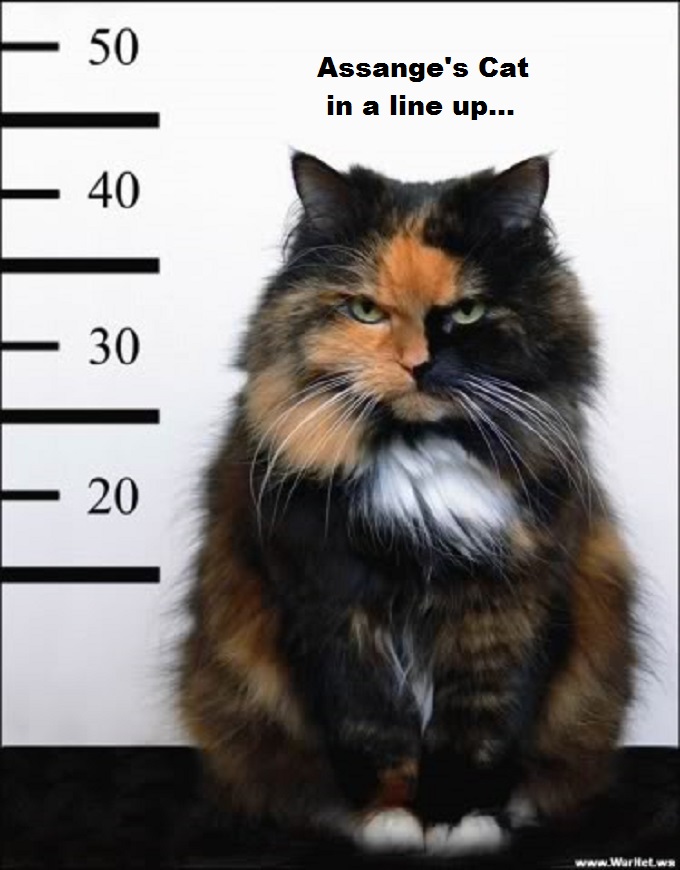 Assange's cat in a line up