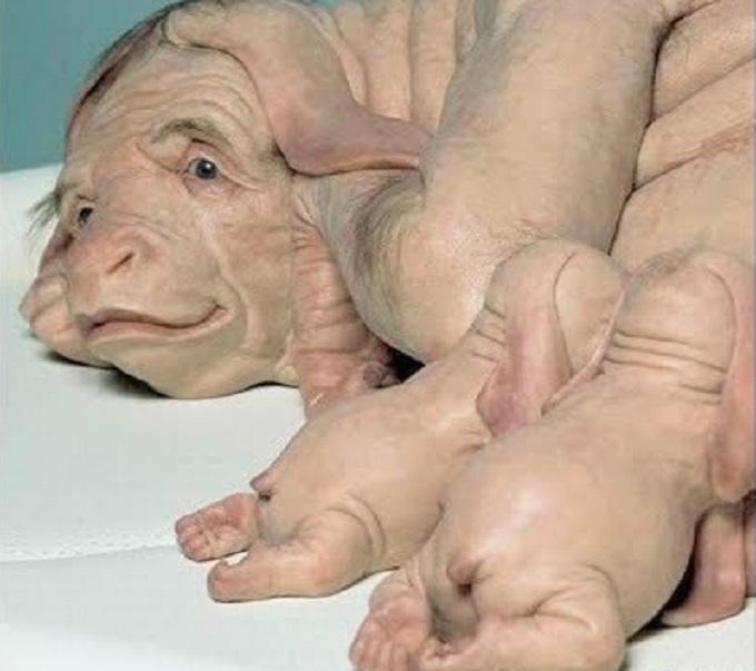 Human like pig