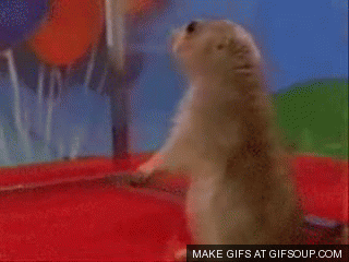 chipmunk-gif