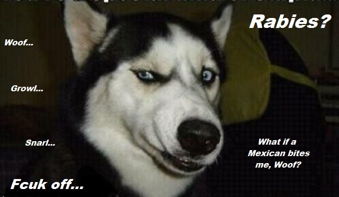dog-looking-mexican-rabies