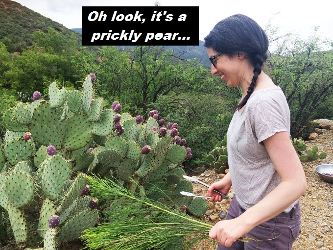 prickly-pear-oh-look