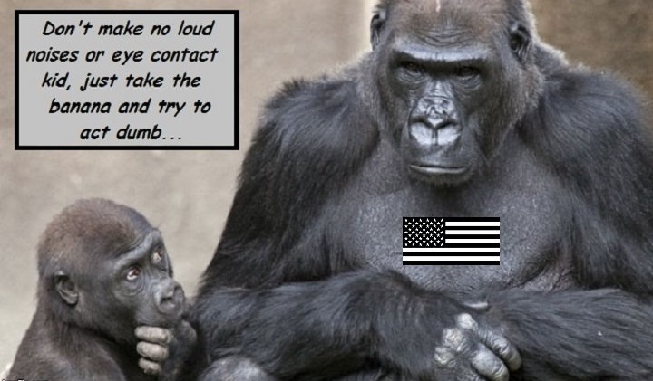 american-gorilla-banana