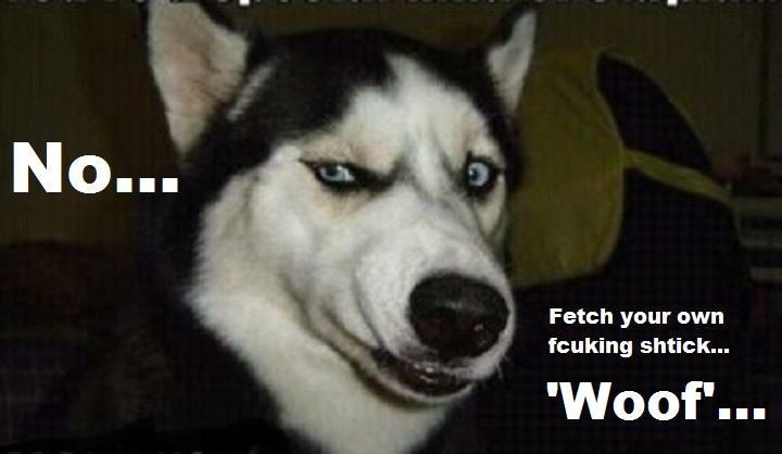 dog-looking-no-shtick