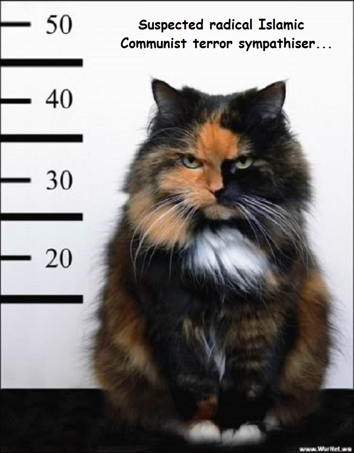 evil-cat-suspected-radical-islamic-communist-terror-sympathiser