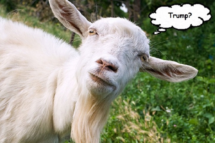 goat-trump