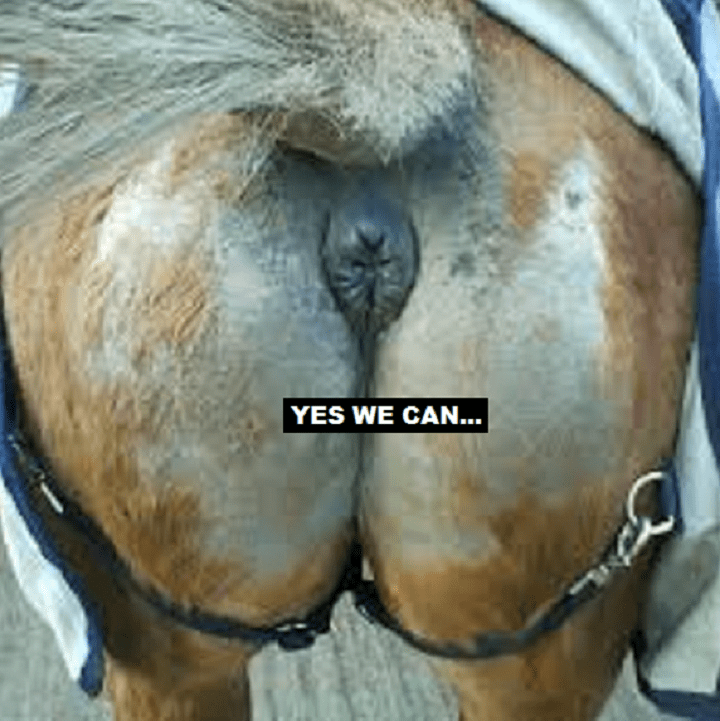 horses-ass-yes-we-can