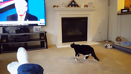 trump-and-cat-gif