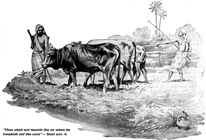 oxen-biblical-quote