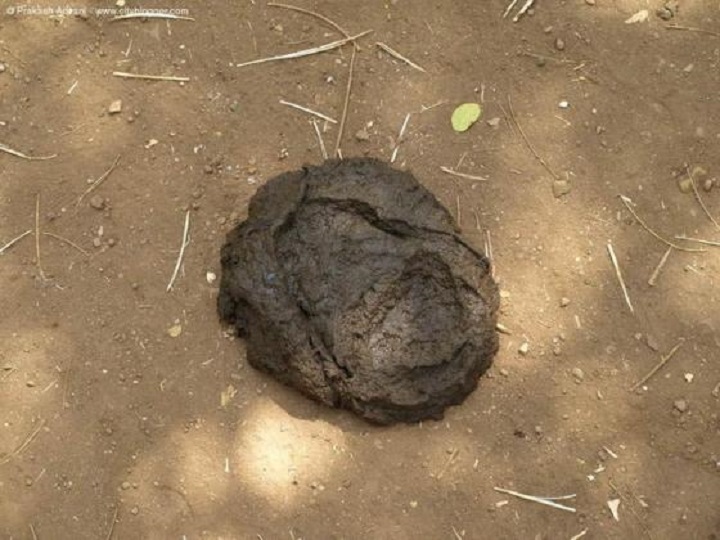 wet-cow-pat-bullshit