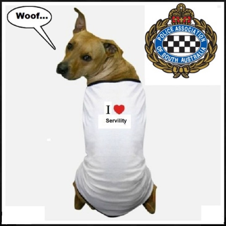 South Australia sevile dog