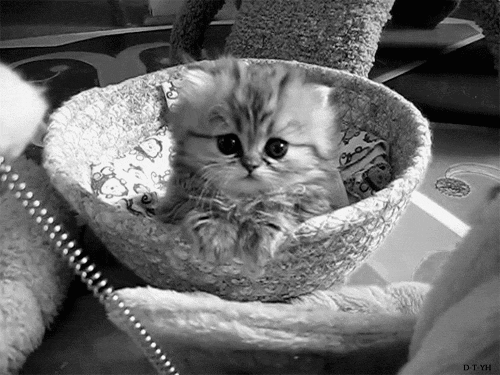Kitten GIF 500 PAxB